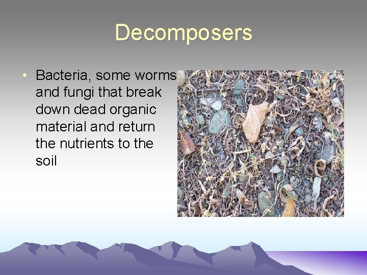 Decomposers • Bacteria, some worms and fungi that break down dead organic material and