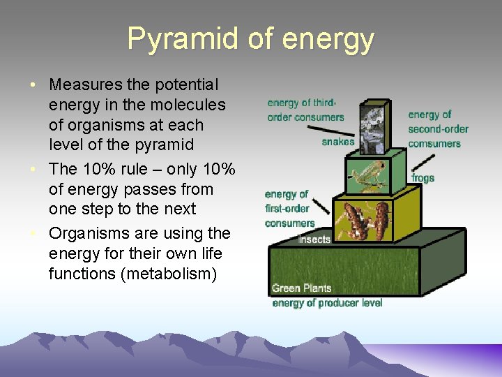Pyramid of energy • Measures the potential energy in the molecules of organisms at