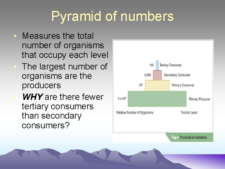 Pyramid of numbers • Measures the total number of organisms that occupy each level