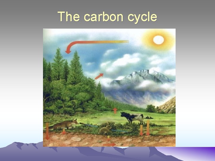 The carbon cycle 