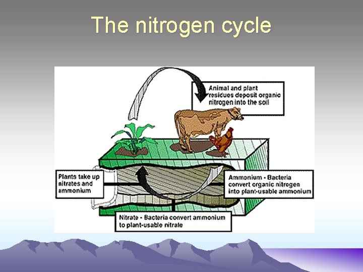 The nitrogen cycle 