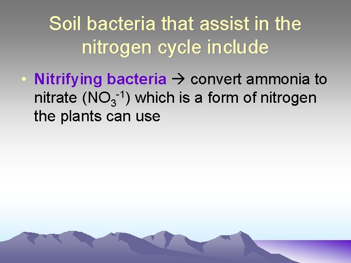 Soil bacteria that assist in the nitrogen cycle include • Nitrifying bacteria convert ammonia