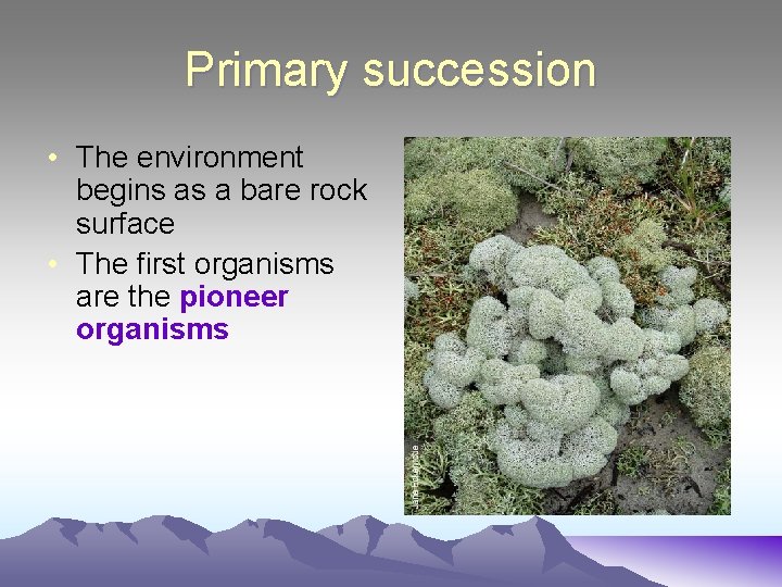 Primary succession • The environment begins as a bare rock surface • The first