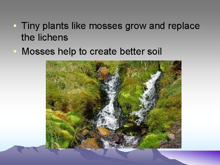  • Tiny plants like mosses grow and replace the lichens • Mosses help