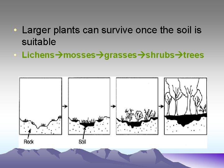  • Larger plants can survive once the soil is suitable • Lichens mosses