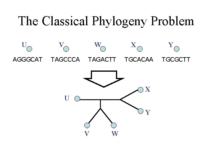 The Classical Phylogeny Problem U AGGGCAT V W TAGCCCA X TAGACTT Y TGCACAA X The Classical Phylogeny Problem U AGGGCAT V W TAGCCCA X TAGACTT Y TGCACAA X