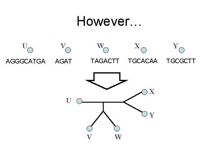 However… U V W AGGGCATGA AGAT X TAGACTT Y TGCACAA X U Y V However… U V W AGGGCATGA AGAT X TAGACTT Y TGCACAA X U Y V