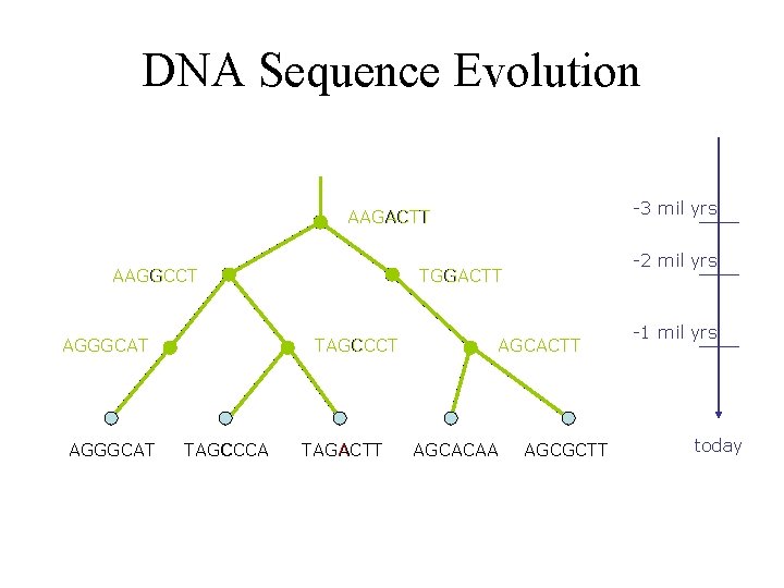 DNA Sequence Evolution -3 mil yrs AAGACTT AAGGCCT AGGGCAT TAGCCCA -2 mil yrs TGGACTT DNA Sequence Evolution -3 mil yrs AAGACTT AAGGCCT AGGGCAT TAGCCCA -2 mil yrs TGGACTT