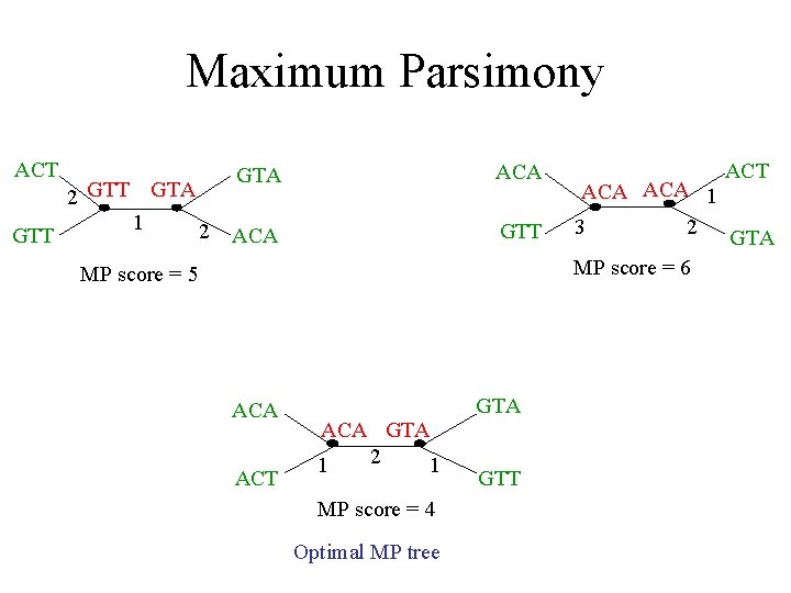 Maximum Parsimony ACT GTT 2 GTT GTA 1 2 GTA ACA GTT ACA 1 Maximum Parsimony ACT GTT 2 GTT GTA 1 2 GTA ACA GTT ACA 1