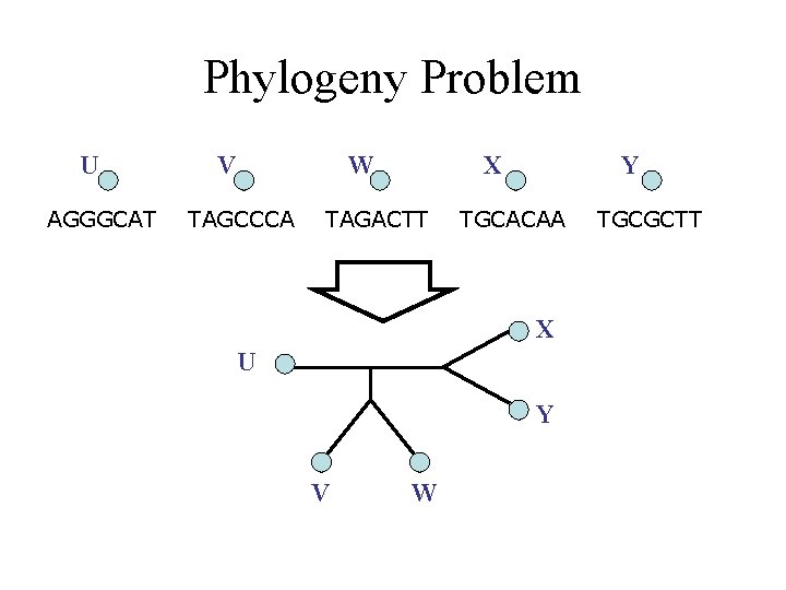 Phylogeny Problem U AGGGCAT V W TAGCCCA X TAGACTT Y TGCACAA X U Y Phylogeny Problem U AGGGCAT V W TAGCCCA X TAGACTT Y TGCACAA X U Y