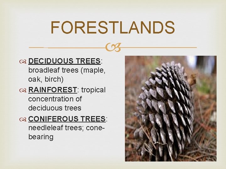 FORESTLANDS DECIDUOUS TREES: broadleaf trees (maple, oak, birch) RAINFOREST: tropical concentration of deciduous trees