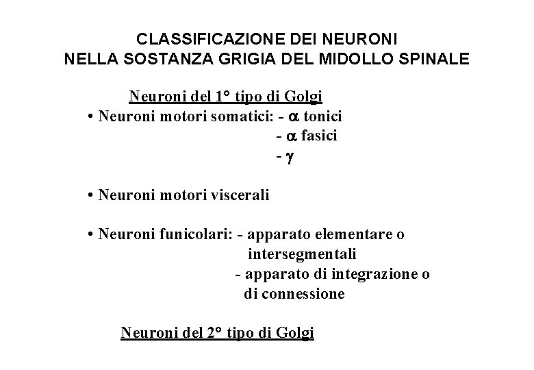 CLASSIFICAZIONE DEI NEURONI NELLA SOSTANZA GRIGIA DEL MIDOLLO SPINALE Neuroni del 1° tipo di