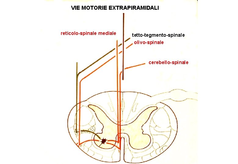 VIE MOTORIE EXTRAPIRAMIDALI reticolo-spinale mediale tetto-tegmento-spinale olivo-spinale cerebello-spinale 