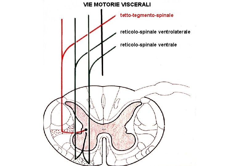 VIE MOTORIE VISCERALI tetto-tegmento-spinale reticolo-spinale ventrolaterale reticolo-spinale ventrale 