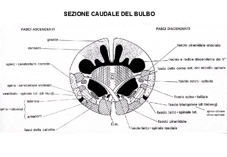 SEZIONE CAUDALE DEL BULBO spino-olivare olivo-spinale 