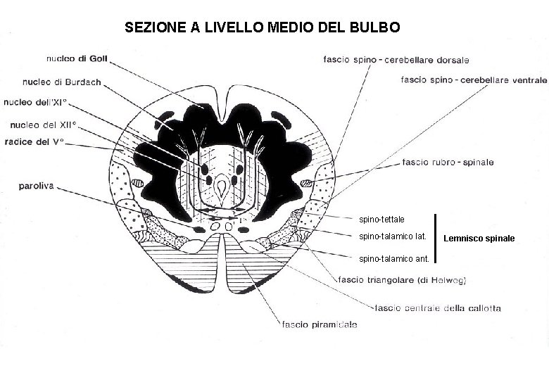 SEZIONE A LIVELLO MEDIO DEL BULBO spino-tettale spino-talamico lat. spino-talamico ant. Lemnisco spinale 