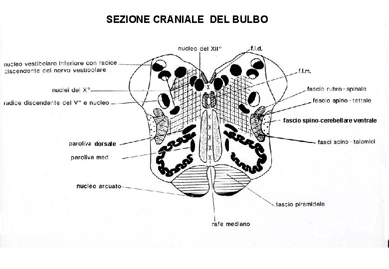 SEZIONE CRANIALE DEL BULBO fascio spino-cerebellare ventrale dorsale 