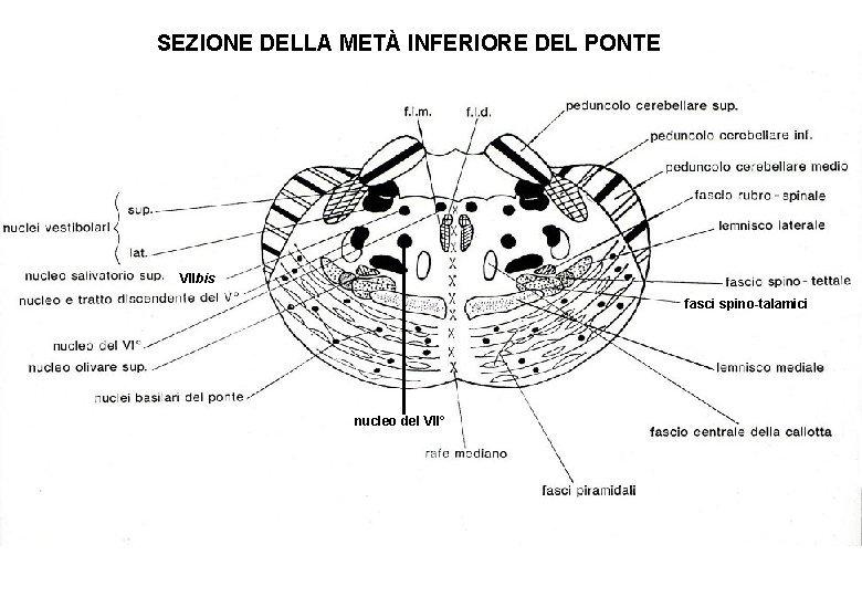 SEZIONE DELLA METÀ INFERIORE DEL PONTE VIIbis fasci spino-talamici nucleo del VII° 