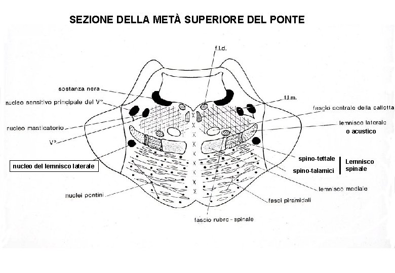 SEZIONE DELLA METÀ SUPERIORE DEL PONTE o acustico spino-tettale nucleo del lemnisco laterale spino-talamici