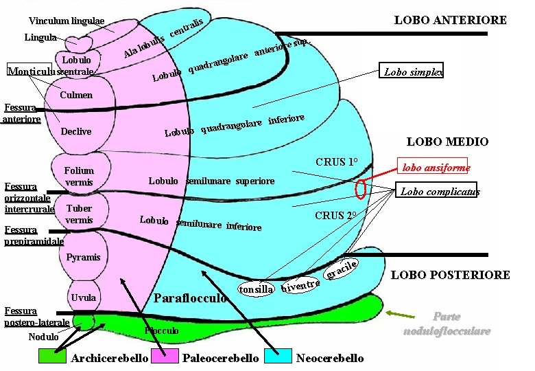 Vinculum lingulae Lingula Lobulo Monticuluscentrale is bul o l Ala LOBO ANTERIORE alis r