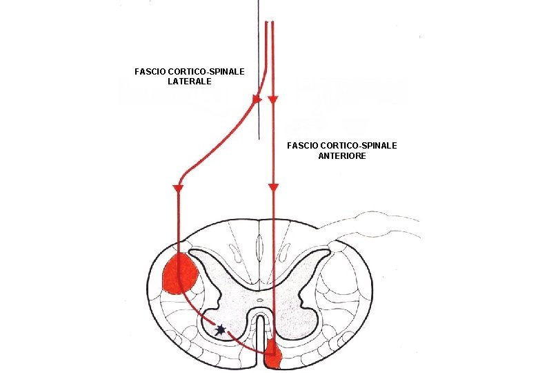 FASCIO CORTICO-SPINALE LATERALE FASCIO CORTICO-SPINALE ANTERIORE 