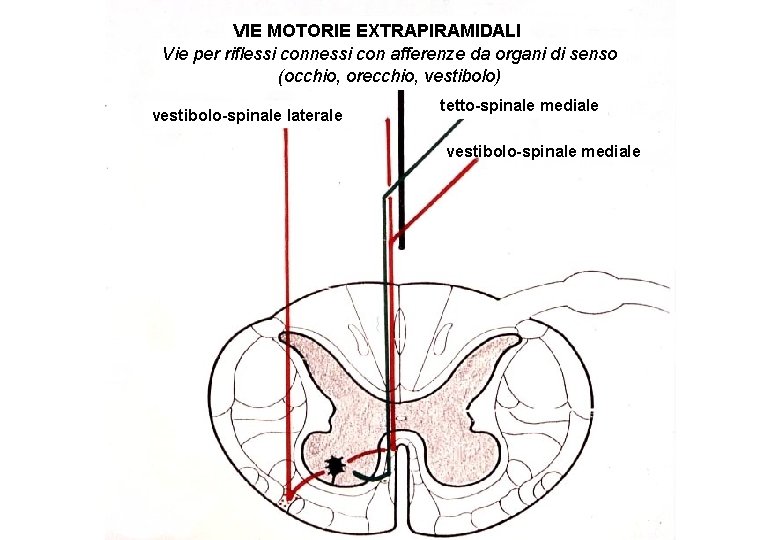 VIE MOTORIE EXTRAPIRAMIDALI Vie per riflessi connessi con afferenze da organi di senso (occhio,