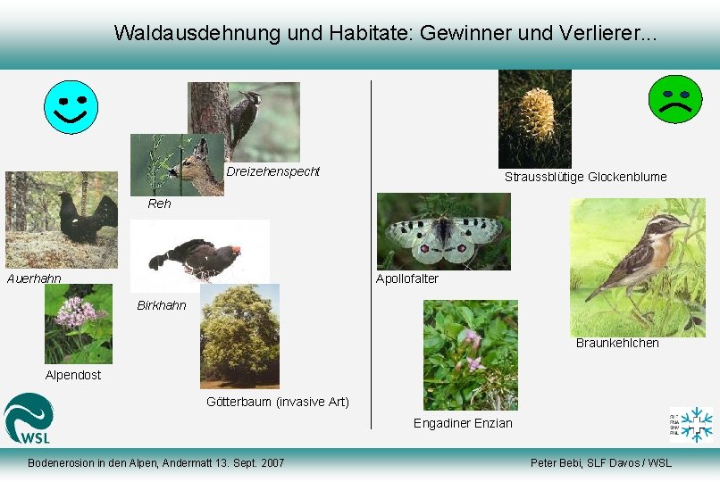 Waldausdehnung und Habitate: Gewinner und Verlierer. . . Dreizehenspecht Straussblütige Glockenblume Reh Auerhahn Apollofalter