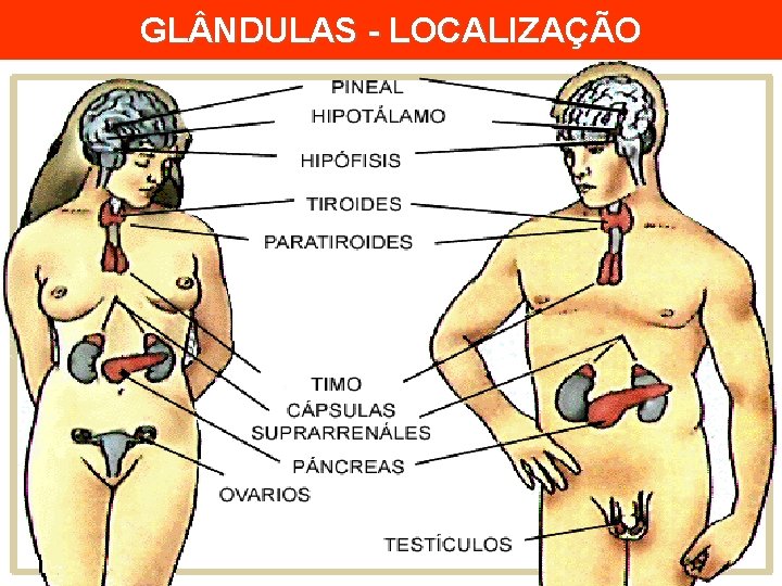 GL NDULAS - LOCALIZAÇÃO 