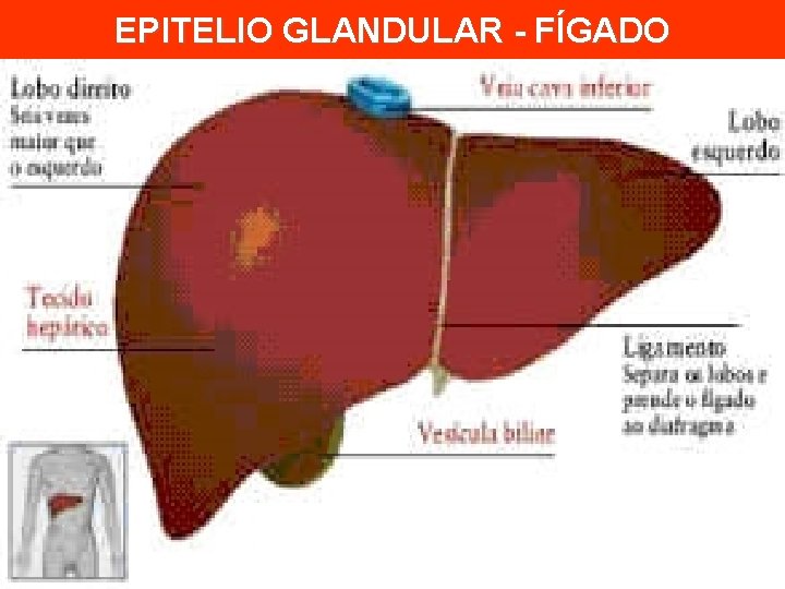 EPITELIO GLANDULAR - FÍGADO 