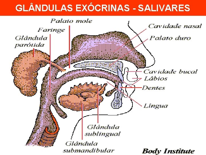 GL NDULAS EXÓCRINAS - SALIVARES 