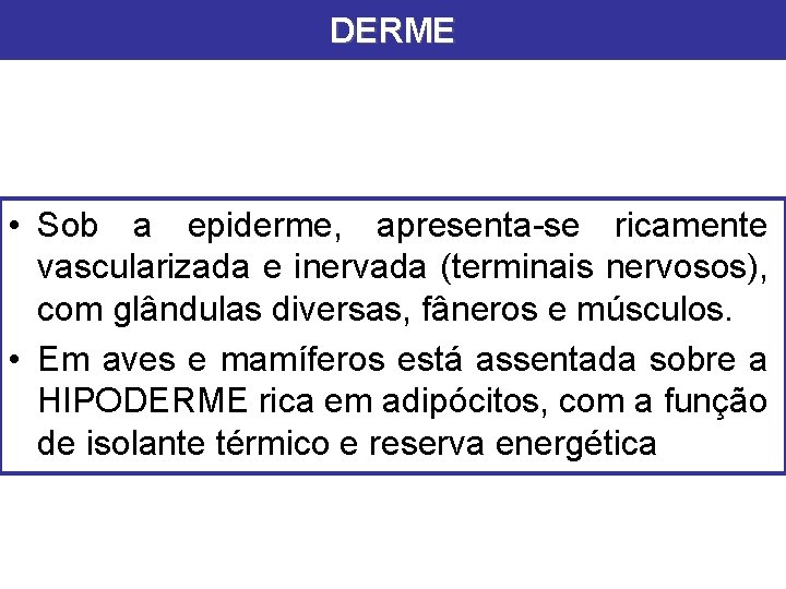 DERME • Sob a epiderme, apresenta-se ricamente vascularizada e inervada (terminais nervosos), com glândulas