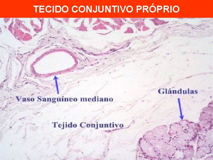 TECIDO CONJUNTIVO PRÓPRIO 