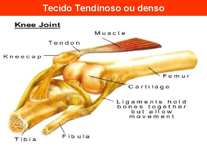 Tecido Tendinoso ou denso 