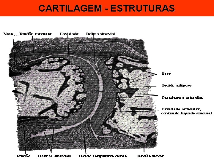 CARTILAGEM - ESTRUTURAS 