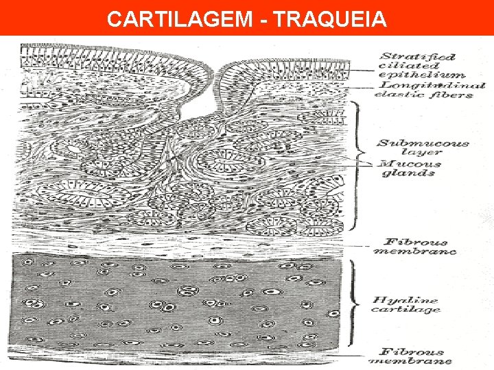 CARTILAGEM - TRAQUEIA 