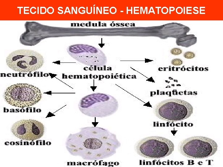 TECIDO SANGUÍNEO - HEMATOPOIESE 