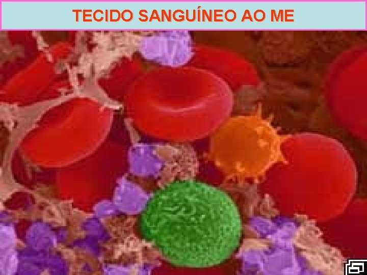 TECIDO SANGUÍNEO AO ME 