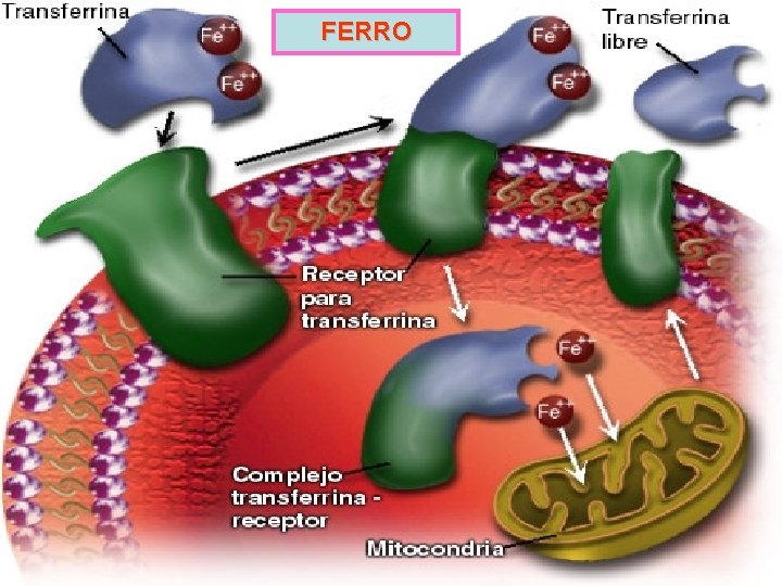 FERRO 