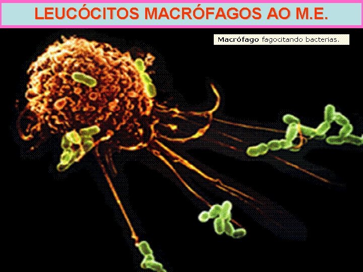 LEUCÓCITOS MACRÓFAGOS AO M. E. 