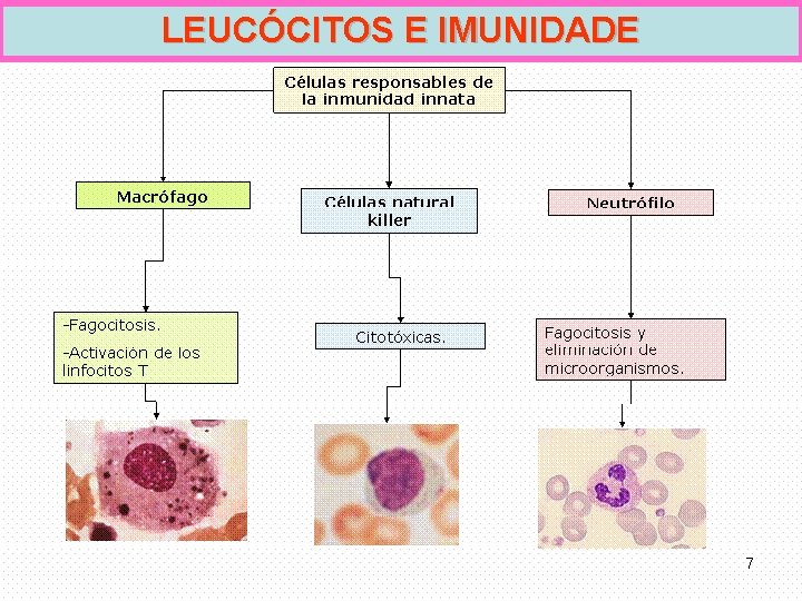 LEUCÓCITOS E IMUNIDADE 