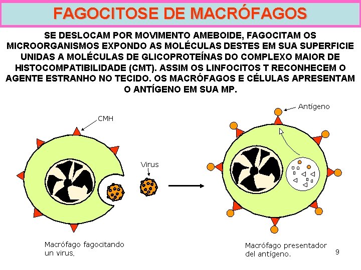 FAGOCITOSE DE MACRÓFAGOS SE DESLOCAM POR MOVIMENTO AMEBOIDE, FAGOCITAM OS MICROORGANISMOS EXPONDO AS MOLÉCULAS