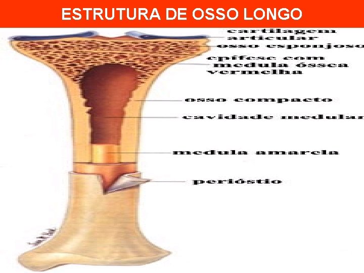 ESTRUTURA DE OSSO LONGO 