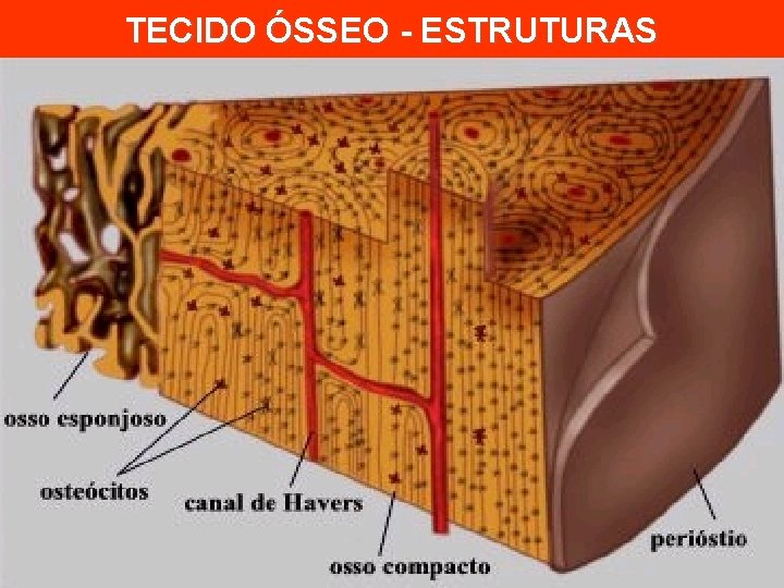 TECIDO ÓSSEO - ESTRUTURAS 