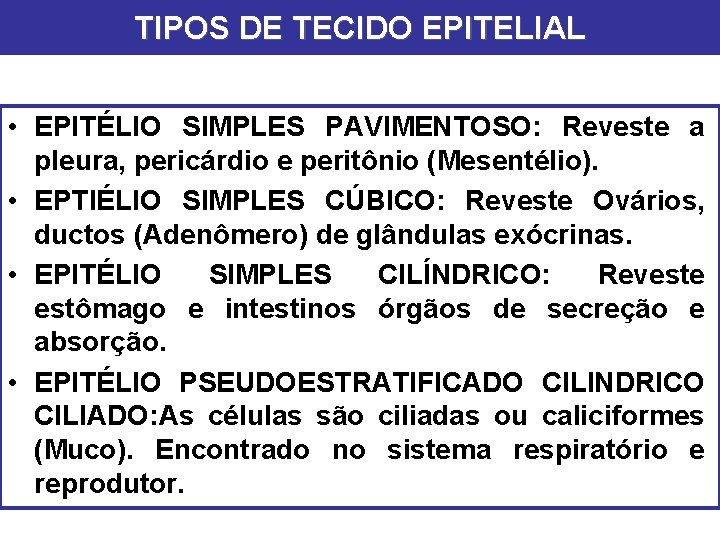 TIPOS DE TECIDO EPITELIAL • EPITÉLIO SIMPLES PAVIMENTOSO: Reveste a pleura, pericárdio e peritônio