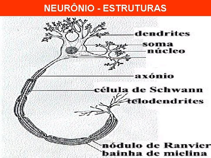 NEURÔNIO - ESTRUTURAS 