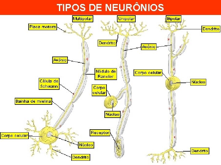 TIPOS DE NEURÔNIOS 