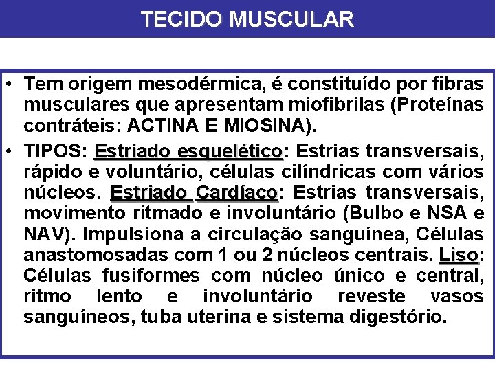 TECIDO MUSCULAR • Tem origem mesodérmica, é constituído por fibras musculares que apresentam miofibrilas