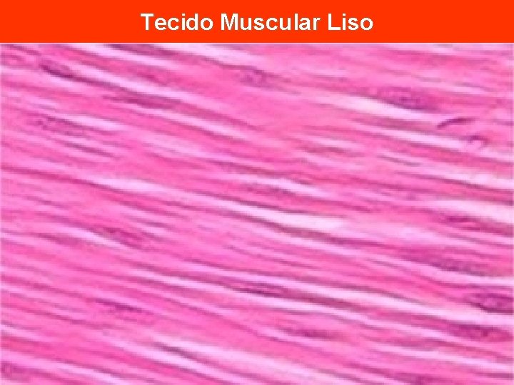 Tecido Muscular Liso 