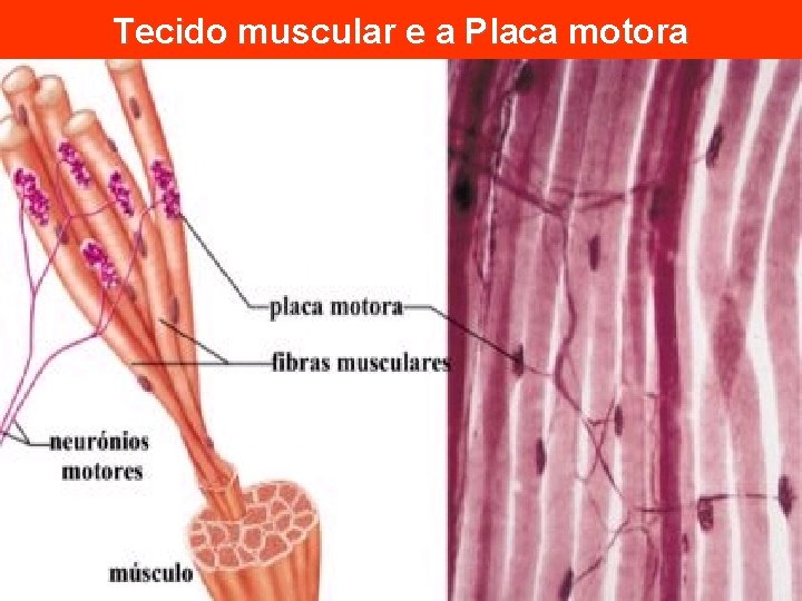 Tecido muscular e a Placa motora 