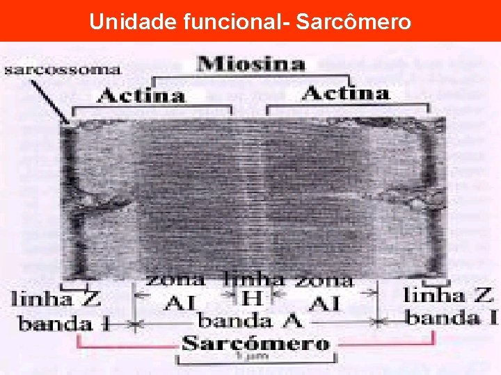 Unidade funcional- Sarcômero 